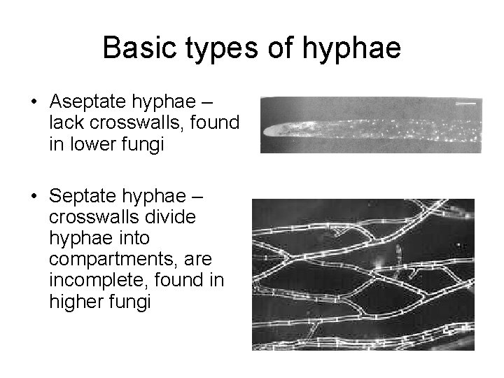 Basic types of hyphae • Aseptate hyphae – lack crosswalls, found in lower fungi