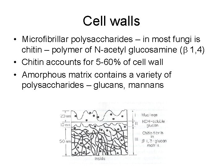 Cell walls • Microfibrillar polysaccharides – in most fungi is chitin – polymer of