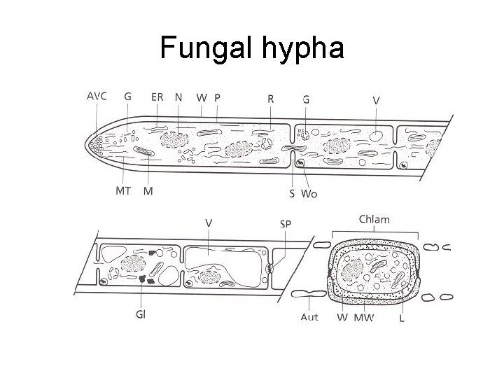 Fungal hypha 