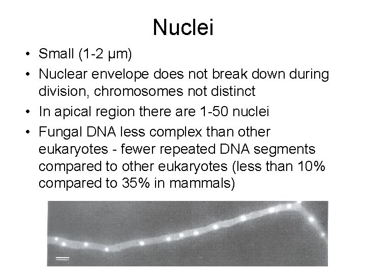 Nuclei • Small (1 -2 μm) • Nuclear envelope does not break down during