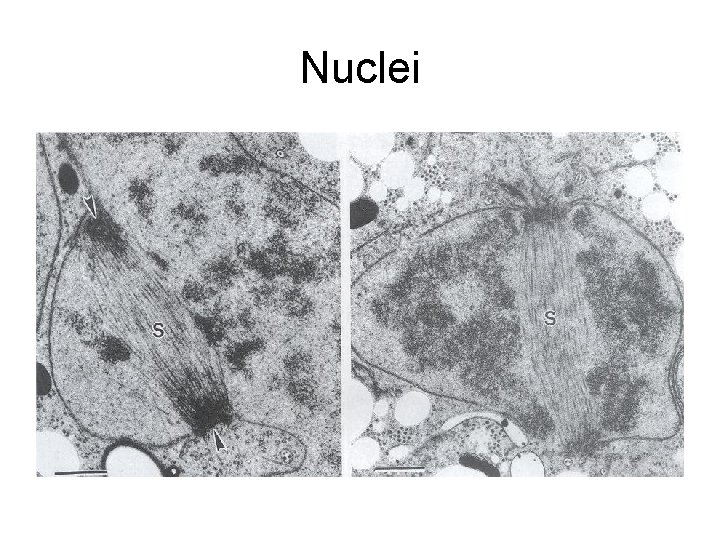 Nuclei 