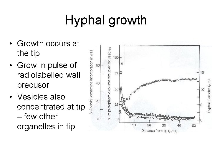 Hyphal growth • Growth occurs at the tip • Grow in pulse of radiolabelled