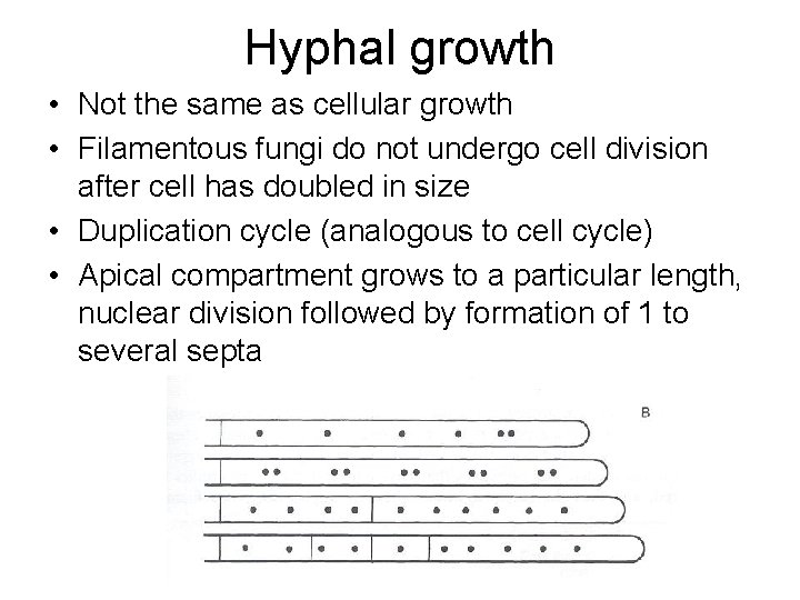 Hyphal growth • Not the same as cellular growth • Filamentous fungi do not