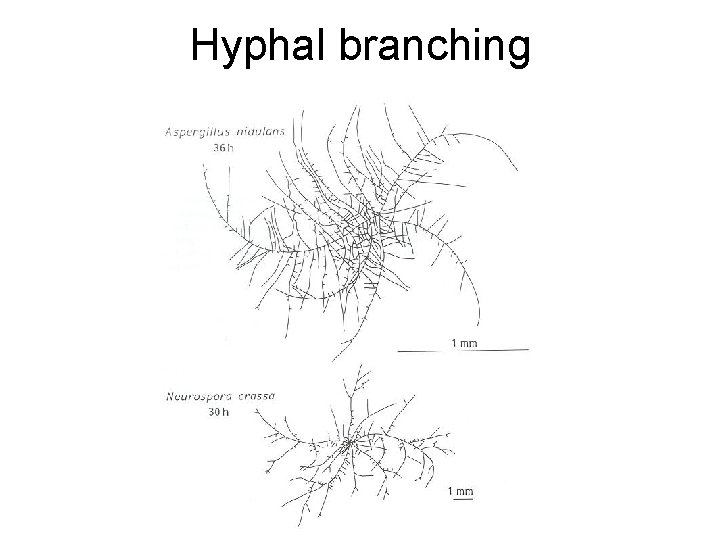 Hyphal branching 