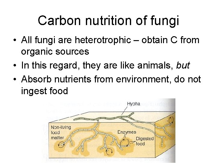 Carbon nutrition of fungi • All fungi are heterotrophic – obtain C from organic