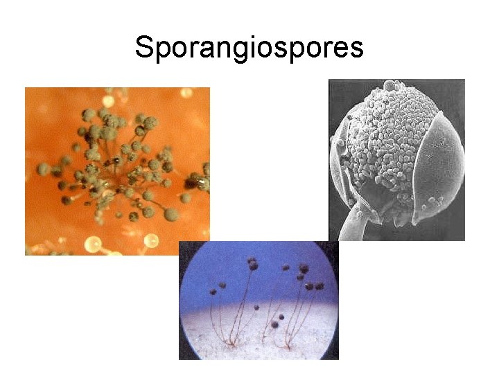 Sporangiospores 