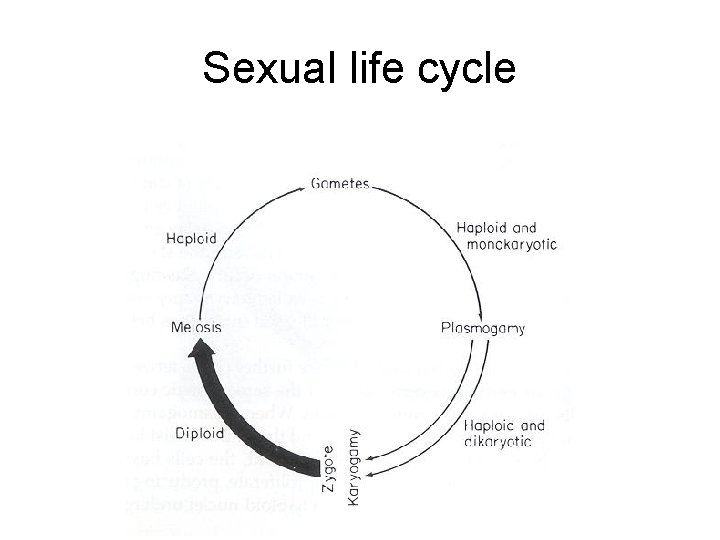 Sexual life cycle 