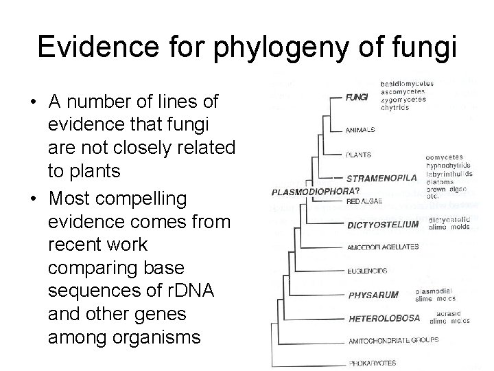 Evidence for phylogeny of fungi • A number of lines of evidence that fungi