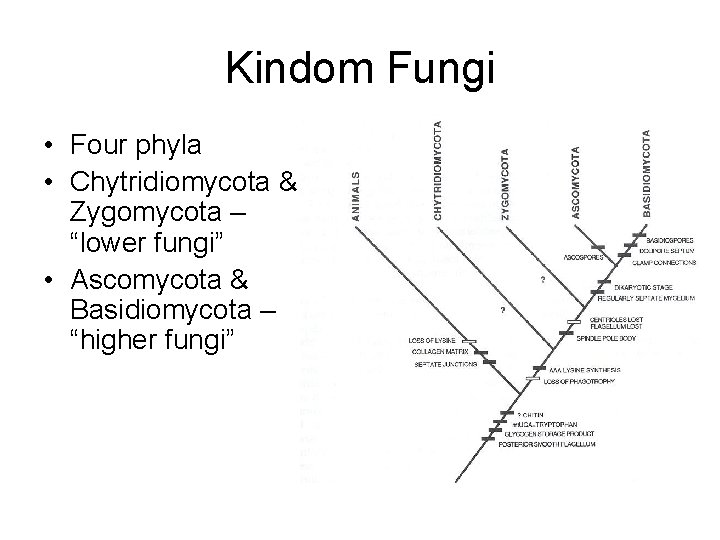 Kindom Fungi • Four phyla • Chytridiomycota & Zygomycota – “lower fungi” • Ascomycota