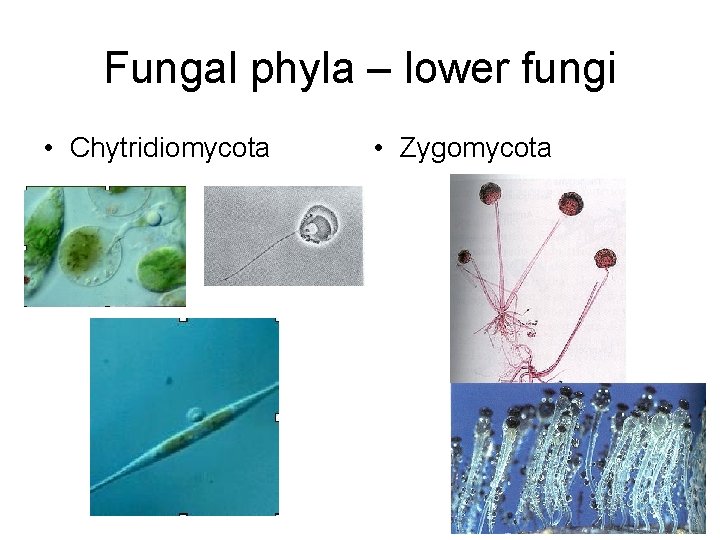 Fungal phyla – lower fungi • Chytridiomycota • Zygomycota 