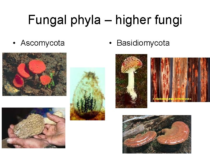 Fungal phyla – higher fungi • Ascomycota • Basidiomycota 