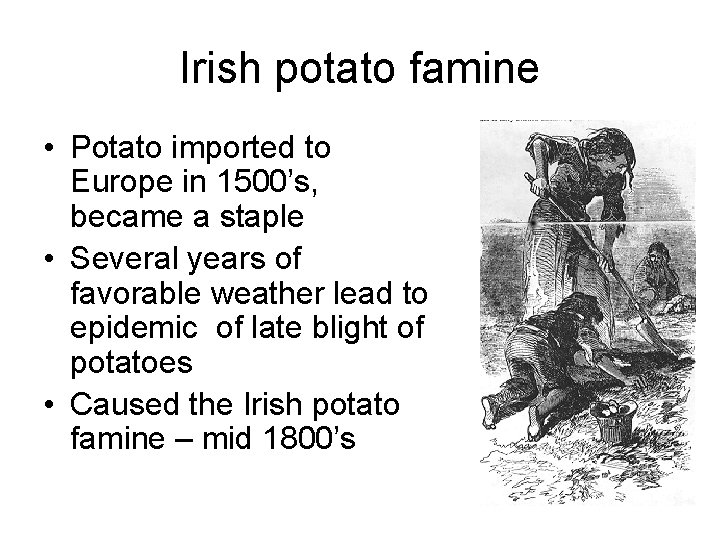 Irish potato famine • Potato imported to Europe in 1500’s, became a staple •