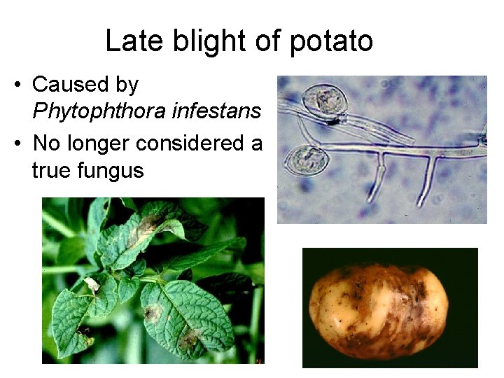 Late blight of potato • Caused by Phytophthora infestans • No longer considered a