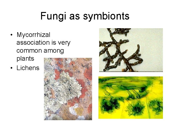 Fungi as symbionts • Mycorrhizal association is very common among plants • Lichens 