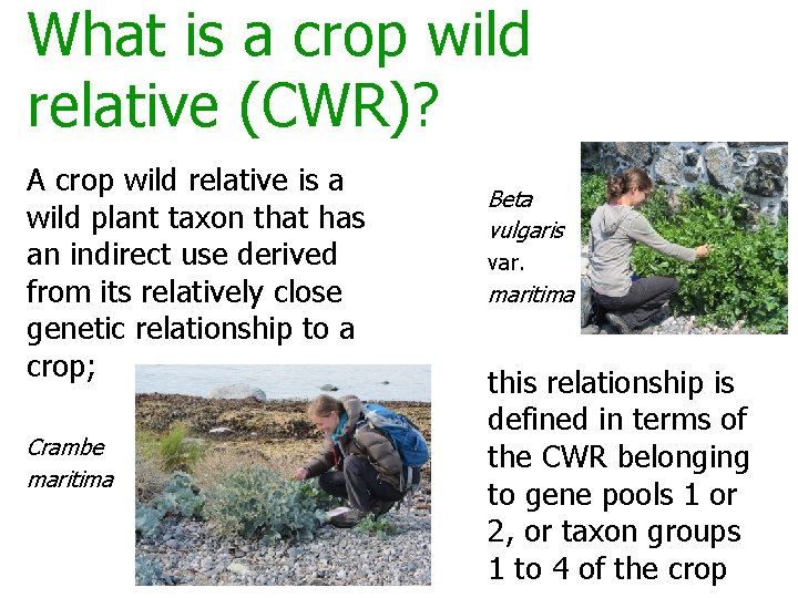 What is a crop wild relative (CWR)? A crop wild relative is a wild