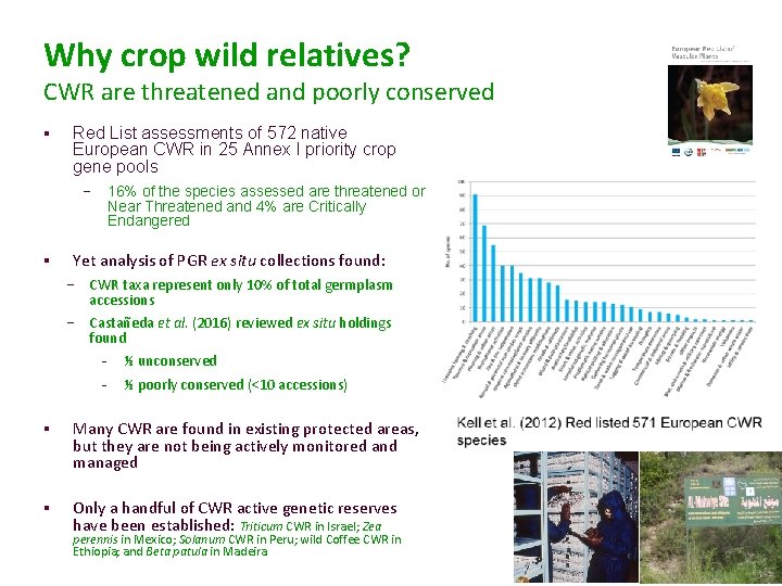 Why crop wild relatives? CWR are threatened and poorly conserved § Red List assessments