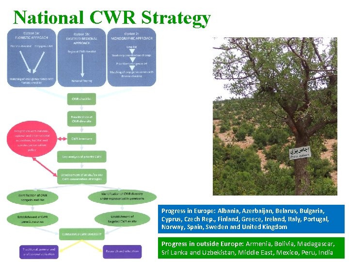 National CWR Strategy Progress in Europe: Albania, Azerbaijan, Belarus, Bulgaria, Cyprus, Czech Rep. ,