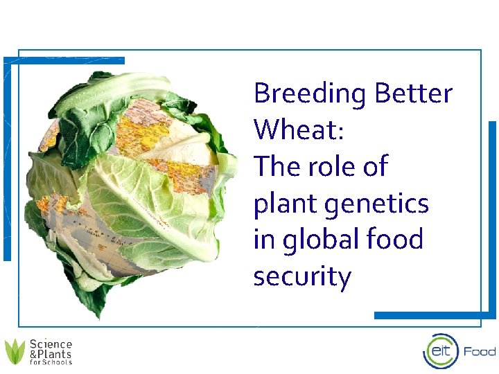 Breeding Better Wheat: The role of plant genetics in global food security 