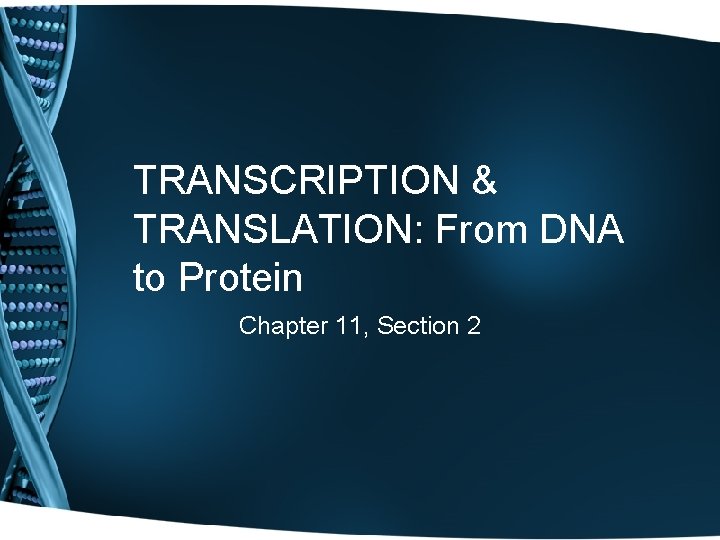 TRANSCRIPTION & TRANSLATION: From DNA to Protein Chapter 11, Section 2 
