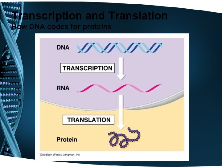 Transcription and Translation How DNA codes for proteins 