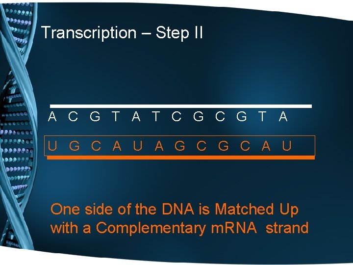 Transcription – Step II A C G T A T C G T A