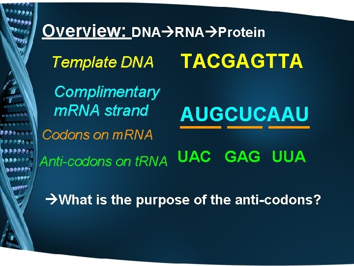 Overview: DNA RNA Protein Template DNA TACGAGTTA Complimentary m. RNA strand AUGCUCAAU Codons on