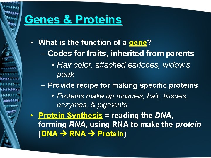 Genes & Proteins • What is the function of a gene? gene – Codes