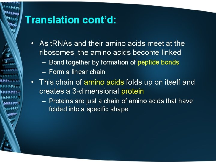 Translation cont’d: • As t. RNAs and their amino acids meet at the ribosomes,