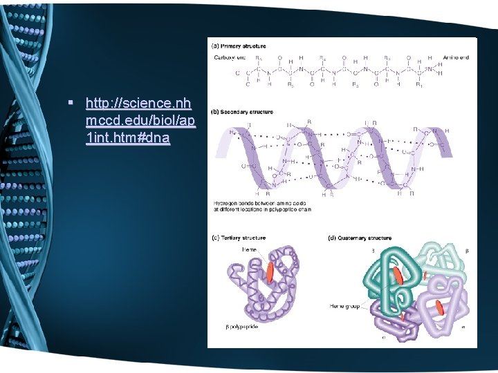 § http: //science. nh mccd. edu/biol/ap 1 int. htm#dna 