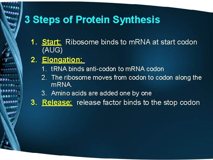 3 Steps of Protein Synthesis 1. Start: Ribosome binds to m. RNA at start
