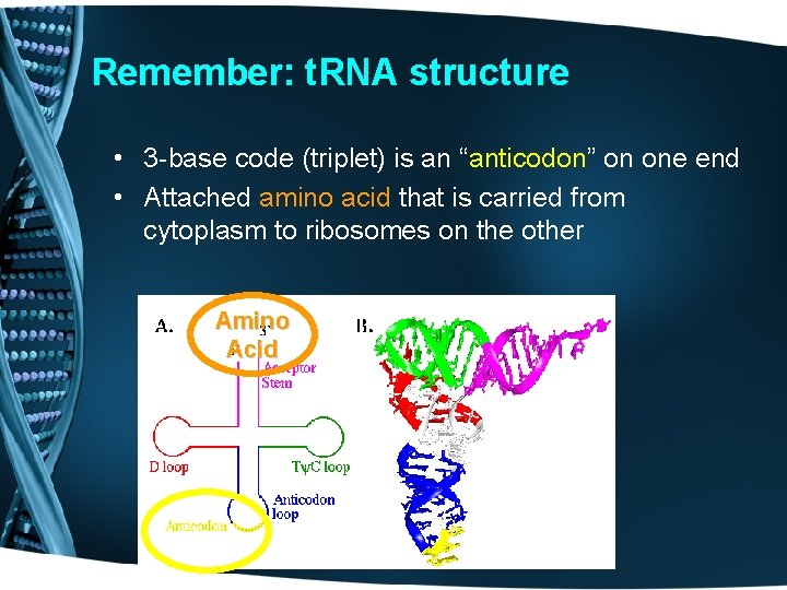 Remember: t. RNA structure • 3 -base code (triplet) is an “anticodon” on one