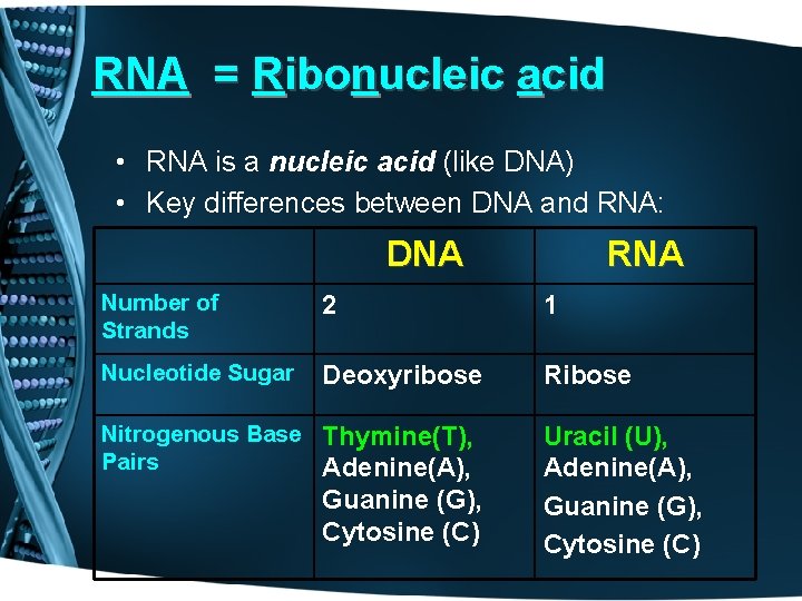 RNA = Ribonucleic acid • RNA is a nucleic acid (like DNA) • Key