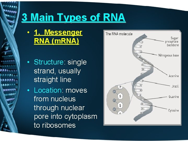 3 Main Types of RNA • 1. Messenger RNA (m. RNA) • Structure: single