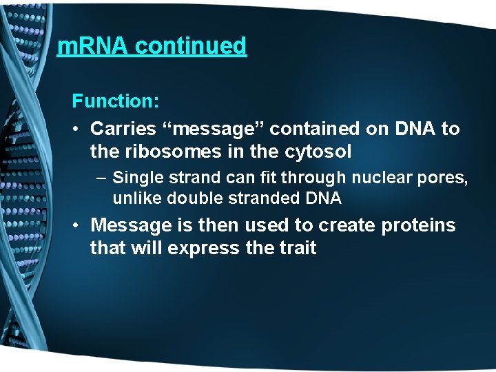 m. RNA continued Function: • Carries “message” contained on DNA to the ribosomes in