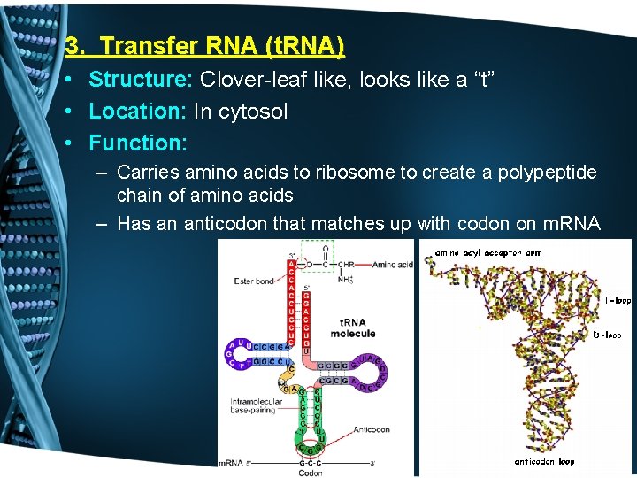 3. Transfer RNA (t. RNA) • Structure: Clover-leaf like, looks like a “t” •