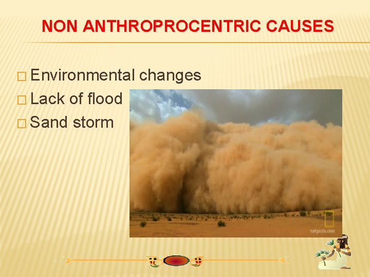 NON ANTHROPROCENTRIC CAUSES � Environmental � Lack of flood � Sand storm changes 