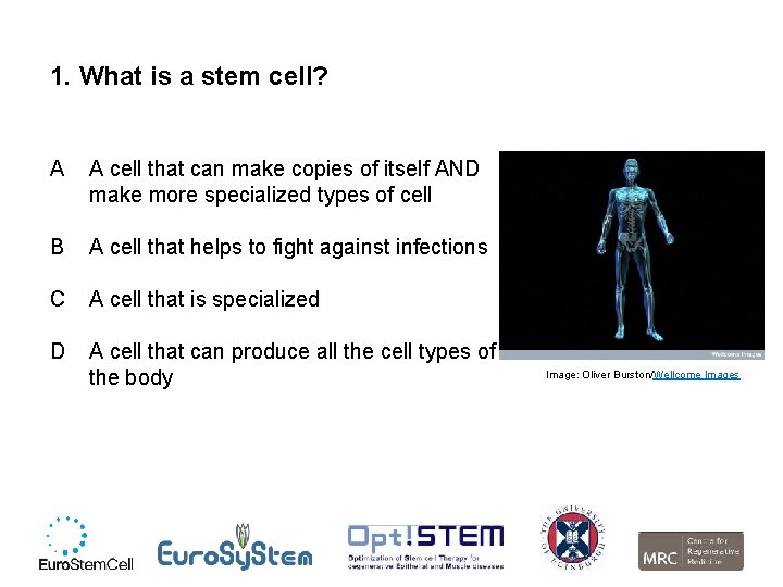 1. What is a stem cell? A A cell that can make copies of