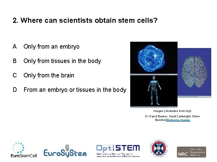 2. Where can scientists obtain stem cells? A Only from an embryo B Only