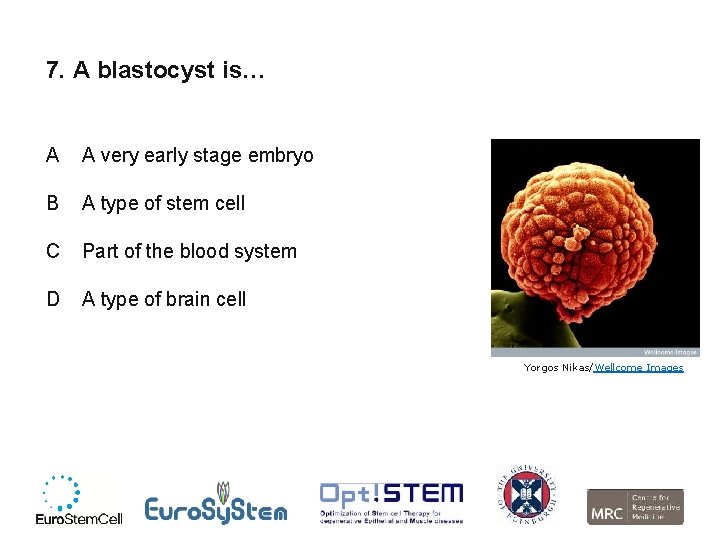 7. A blastocyst is… A A very early stage embryo B A type of