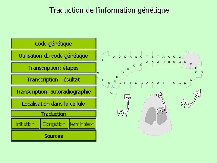 Traduction de l’information génétique Code génétique Utilisation du code génétique Transcription: étapes Transcription: résultat