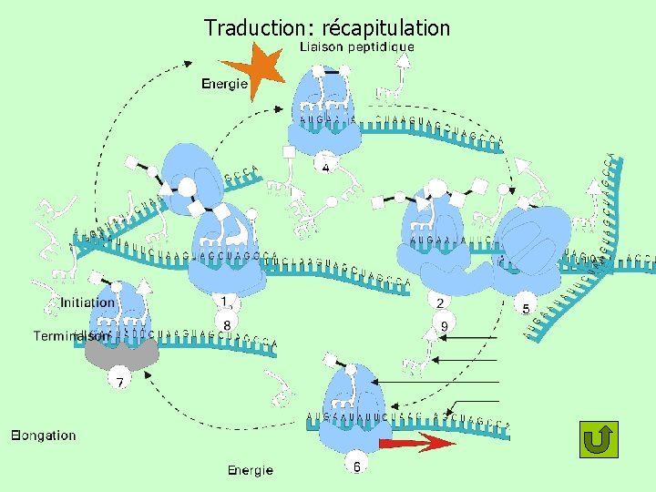 Traduction: récapitulation 