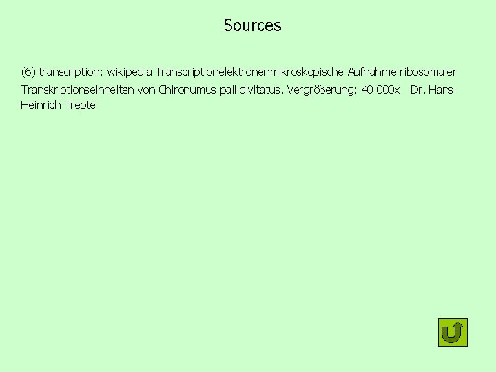 Sources (6) transcription: wikipedia Transcriptionelektronenmikroskopische Aufnahme ribosomaler Transkriptionseinheiten von Chironumus pallidivitatus. Vergrößerung: 40. 000