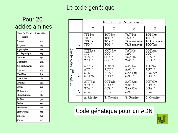 Le code génétique Pour 20 acides aminés Nucléotides 2 ème position U T Nom