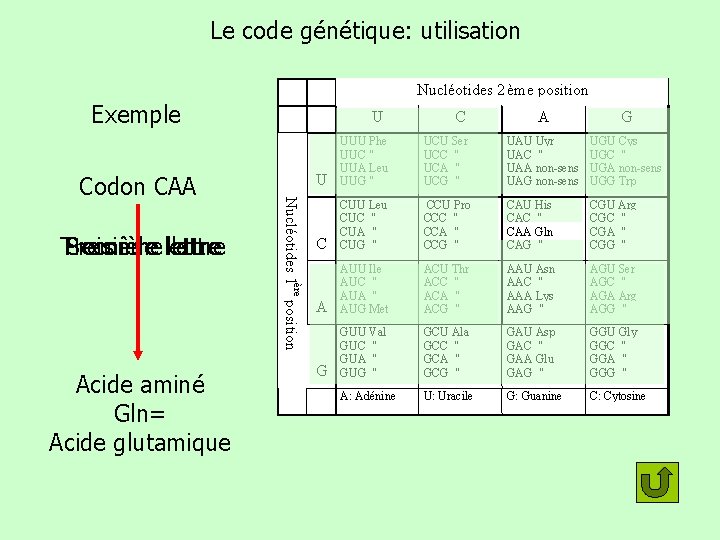 Le code génétique: utilisation Nucléotides 2 ème position Exemple Troisième Première Seconde lettre Acide