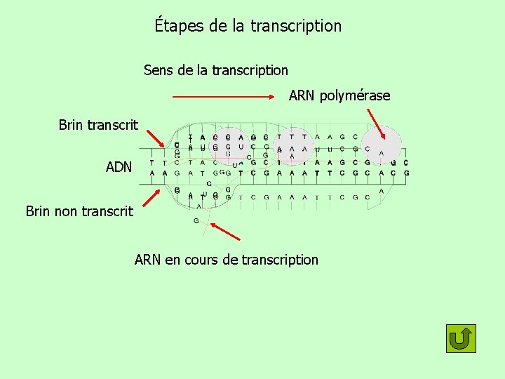 Étapes de la transcription Sens de la transcription ARN polymérase Brin transcrit ADN Brin