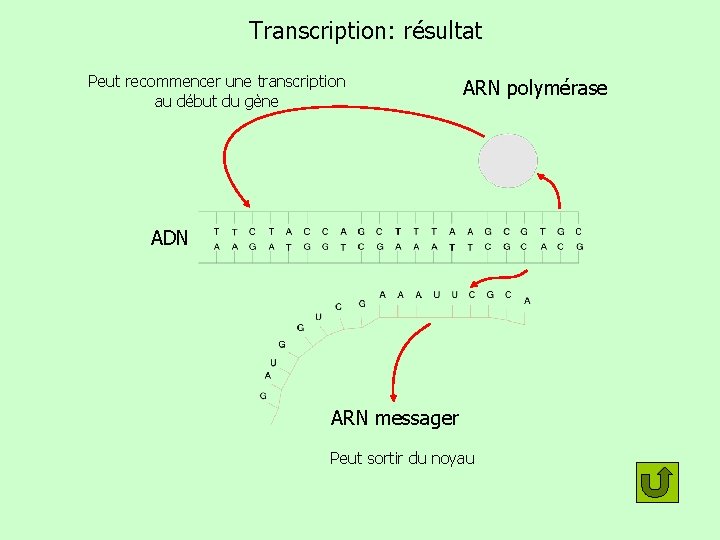 Transcription: résultat Peut recommencer une transcription au début du gène ARN polymérase ADN ARN