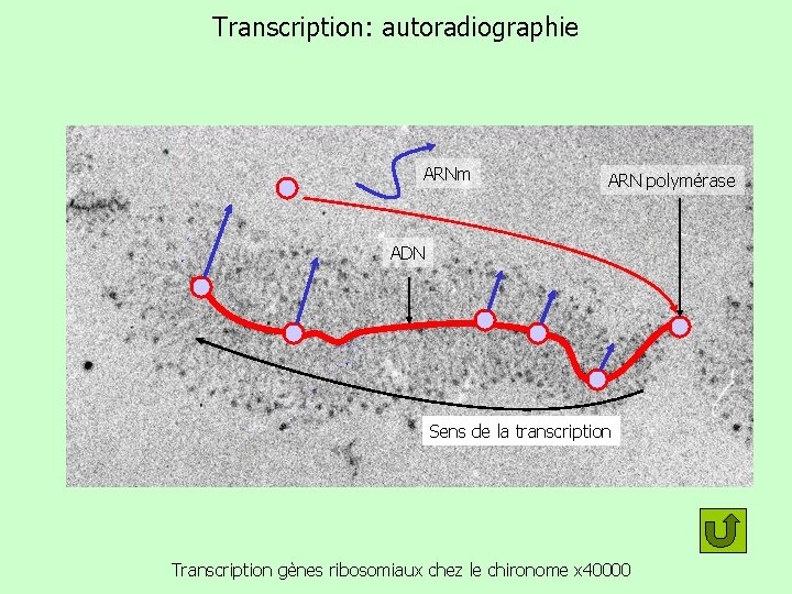 Transcription: autoradiographie ARNm ARN polymérase ADN Sens de la transcription Transcription gènes ribosomiaux chez