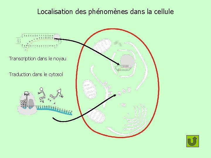 Localisation des phénomènes dans la cellule Transcription dans le noyau Traduction dans le cytosol