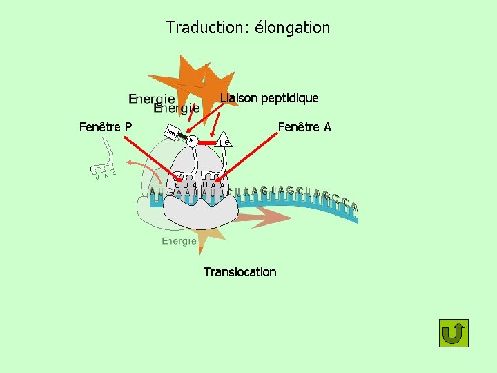 Traduction: élongation Liaison peptidique Fenêtre P U A C M Met Meett U A