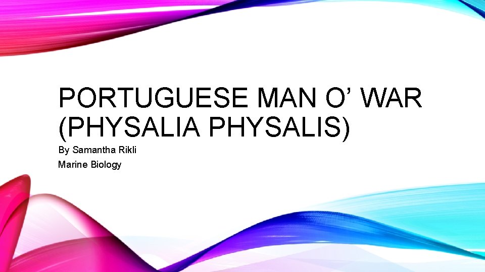 PORTUGUESE MAN O’ WAR (PHYSALIA PHYSALIS) By Samantha Rikli Marine Biology 